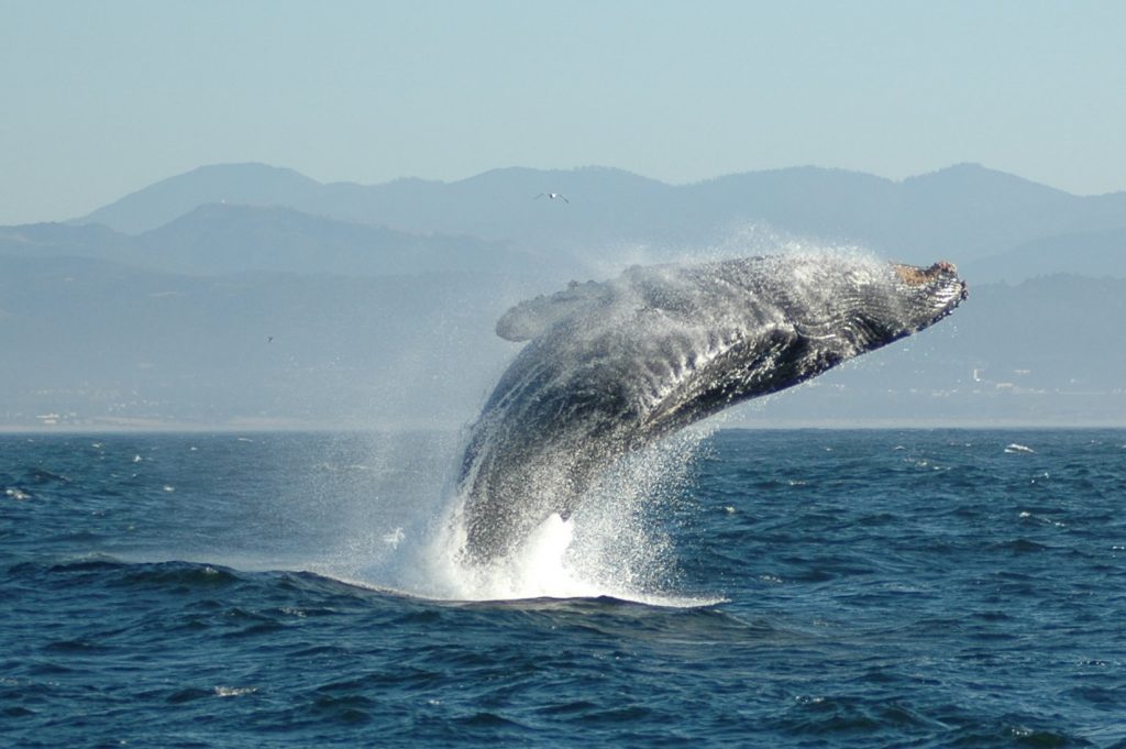 Огромный кит шокировал ныряльщиков
