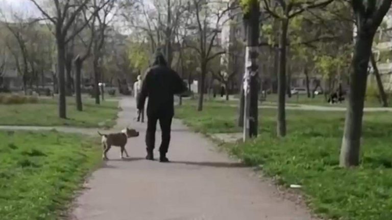 Киевлянин натравил стаффа на собак: домашние питомцы погибли – СМИ