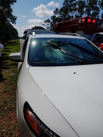 Летящая черепаха пробила стекло едущего автомобиля