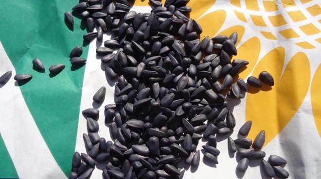 Минэкономики предложило приостановить экспорт семян подсолнечника