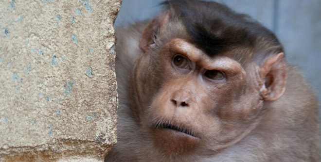 В Индии задержали банду, которая грабила с помощью обезьян