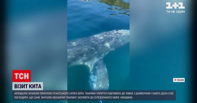 Возле Неаполя драйверы обнаружили огромного кита