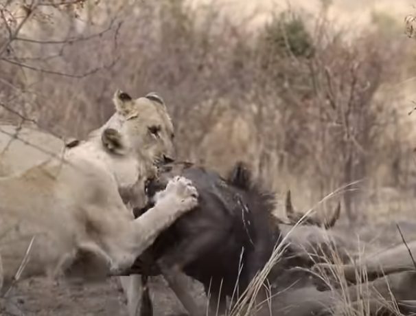 Антилопы пытались сбежать от леопарда, но оказались добычей львов