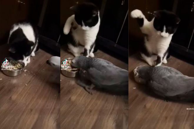 «Дружба» кота и попугая умилила соцсети