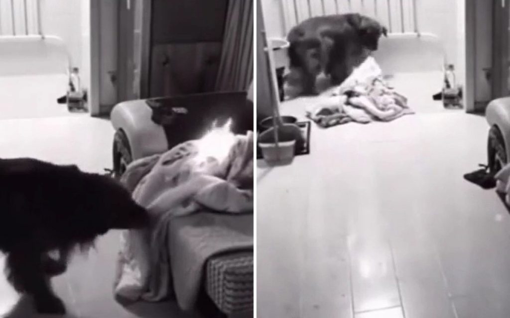Пес, пытающийся потушить горящее одеяло, попал на видео