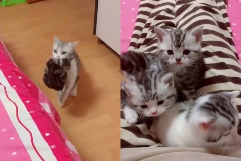 Уставшая мама-кошка принесла всех котят хозяйке