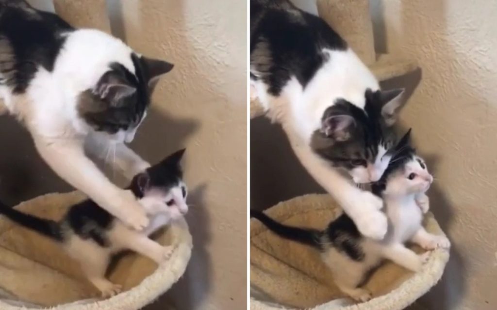 Бдительная мама-кошка спасла любопытного котенка