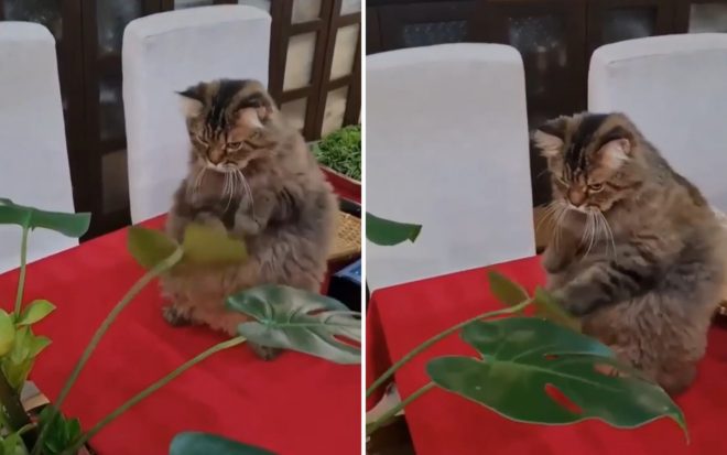 Жестокое «сражение» кота с растением попало на видео