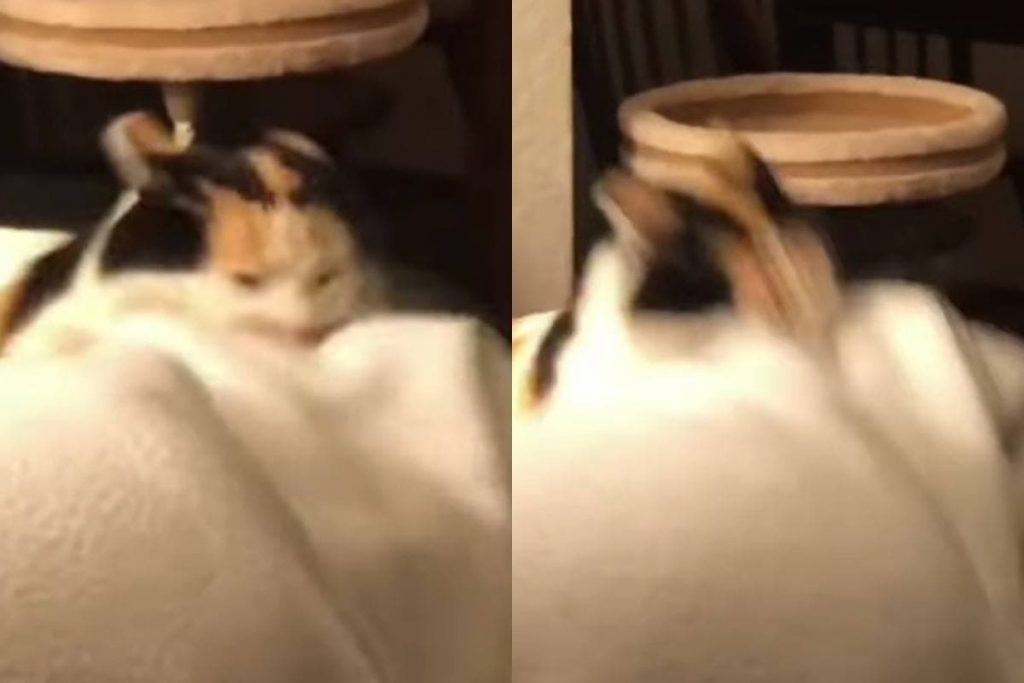 «Сражение» кошки с ногами хозяйки попало на видео и умилило соцсети
