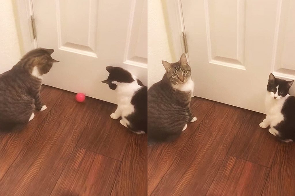 Кошки-подружки поиграли с мячиком