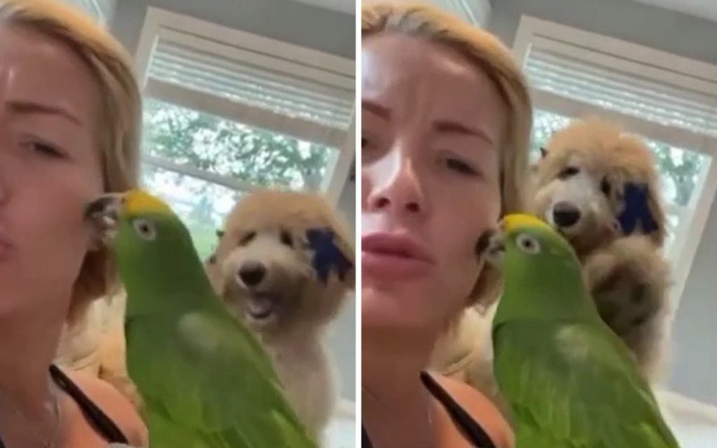 Ревнивый пес шлепнул попугая и возмутил хозяйку