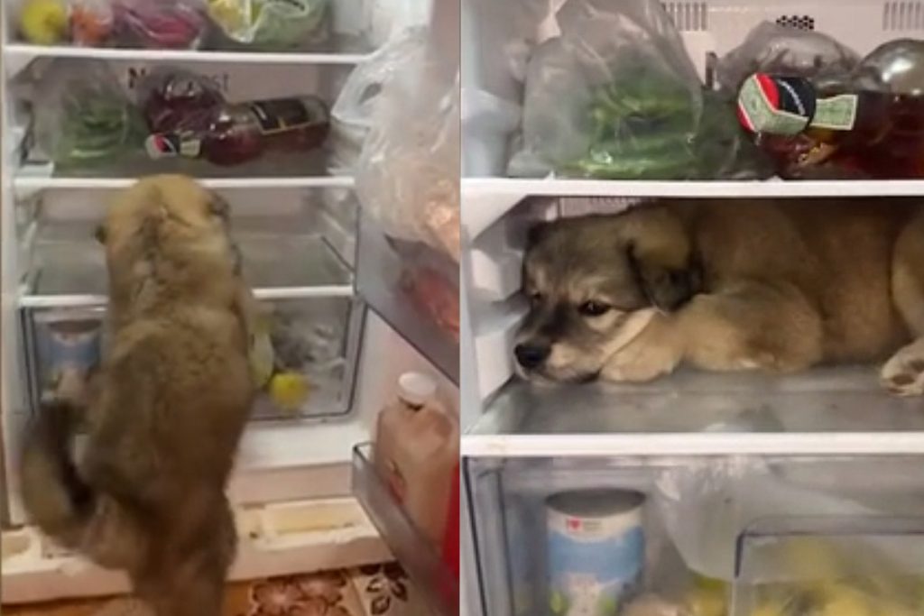 Щенок нашел спасение от жары в холодильнике