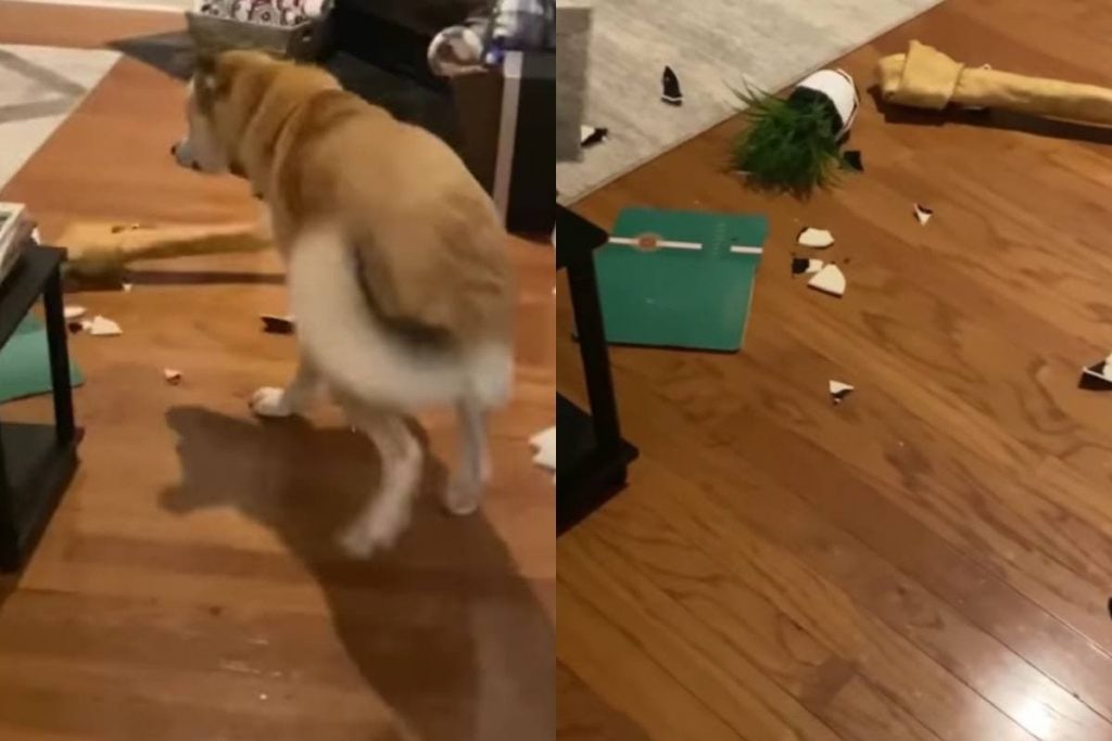 «Я не виноват»: пес умилил реакцией на разбитую вазу