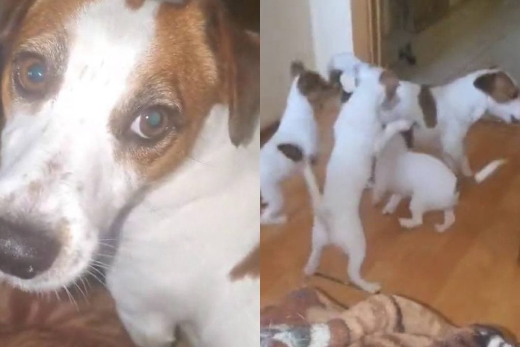 «Отец года»: Пес попытался спастись от щенят и попал на видео