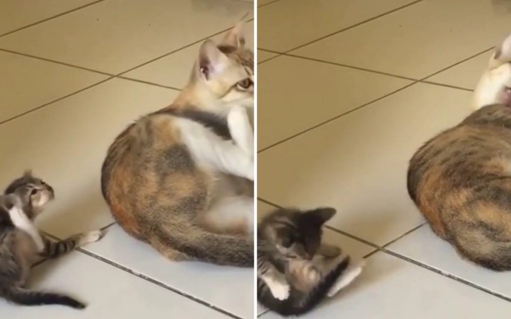 Мама-кошка показала котенку, как ухаживать за собой