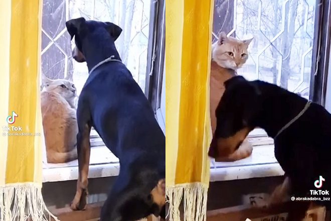 Своим взглядом кот заставил понервничать пса