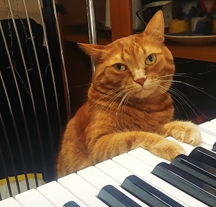 Рыжий кот освоил игру на пианино