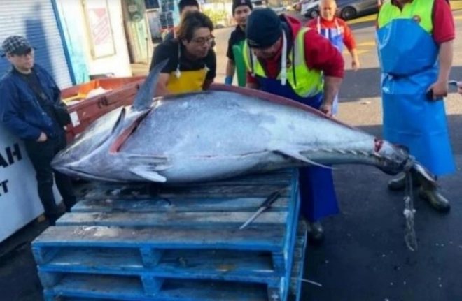 Рыбаки выловили тунца-гиганта весом 275 кило