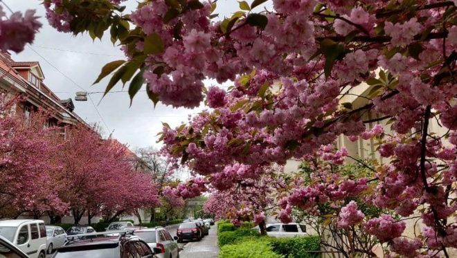 Жителей Закарпатья порадовало массовое цветение сакуры