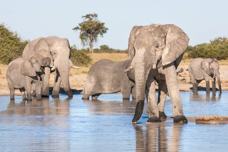 В Зимбабве слон растоптал туриста