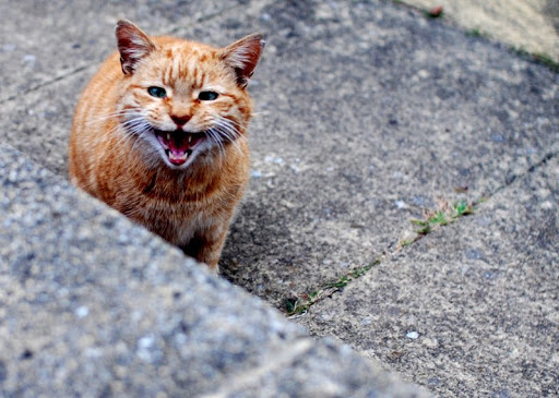 Ветеринар рассказала об опасности уличных кошек