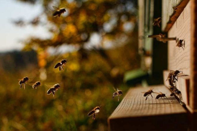 В Нидерландах ученые научили пчел распознавать коронавирус