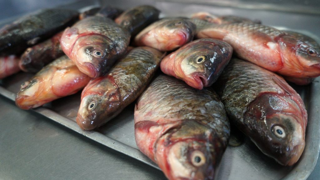 Стоимость рыбы в Украине будет зависеть от курса доллара – экономист