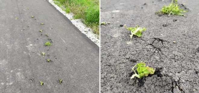 В Днепропетровской области на новой дороге проросла трава