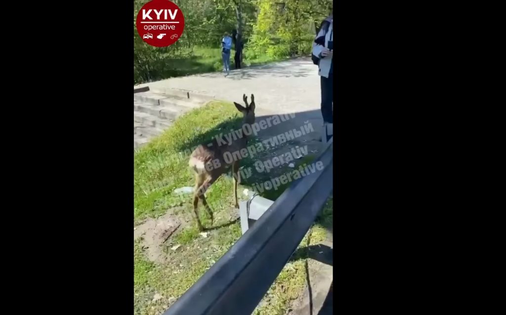 В Киеве возле метро заметили оленя