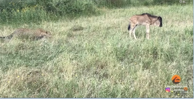 Смертельное нападение леопарда на антилопу попало на видео