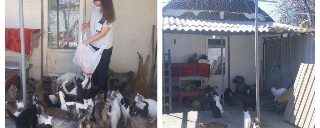 Украинка приютила у себя дома 70 котов