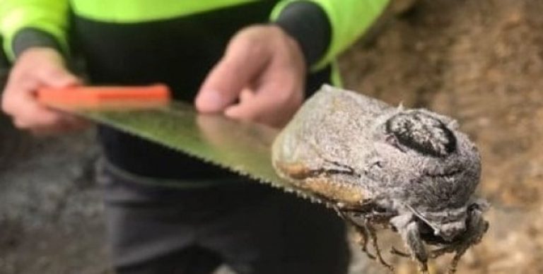 В Австралии нашли гигантского тропического мотылька