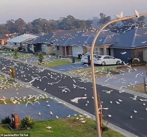В Австралии попугаи захватили город