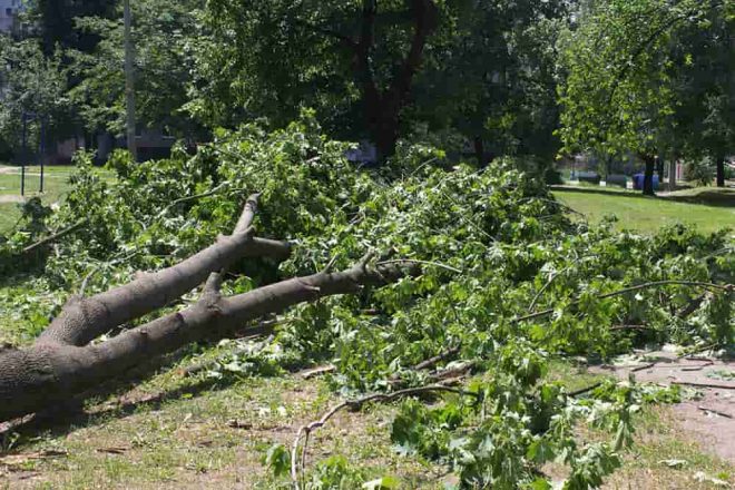 В Киеве незаконно вырубили деревьев на 700 тысяч гривен