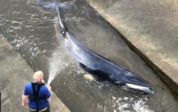 В Лондоне спасли застрявшего в шлюзе кита