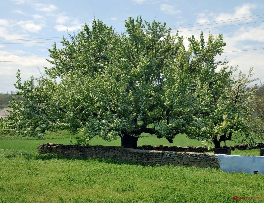 В Одесской области зацвела самая старая груша в стране