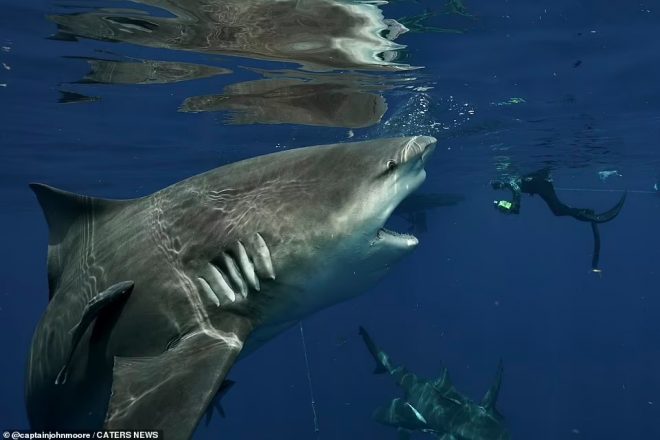 Во Флориде дайвер столкнулся с акулой-гигантом