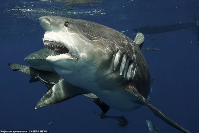 В Австралии юный серфер погиб из-за нападения акулы