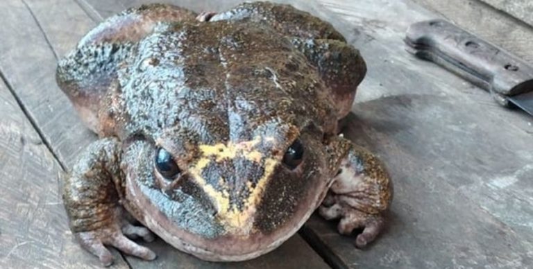 На Соломоновых островах обнаружили огромную лягушку