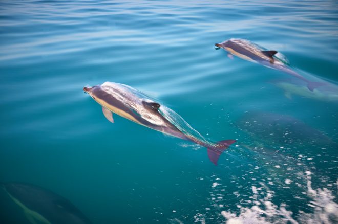 У берега Крыма нашли погибших дельфинов с привязанными кирпичами