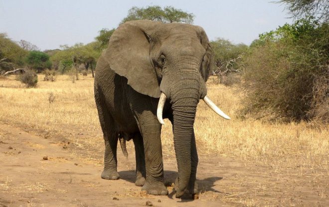 В Индии нашли мертвым стадо из 18 диких слонов