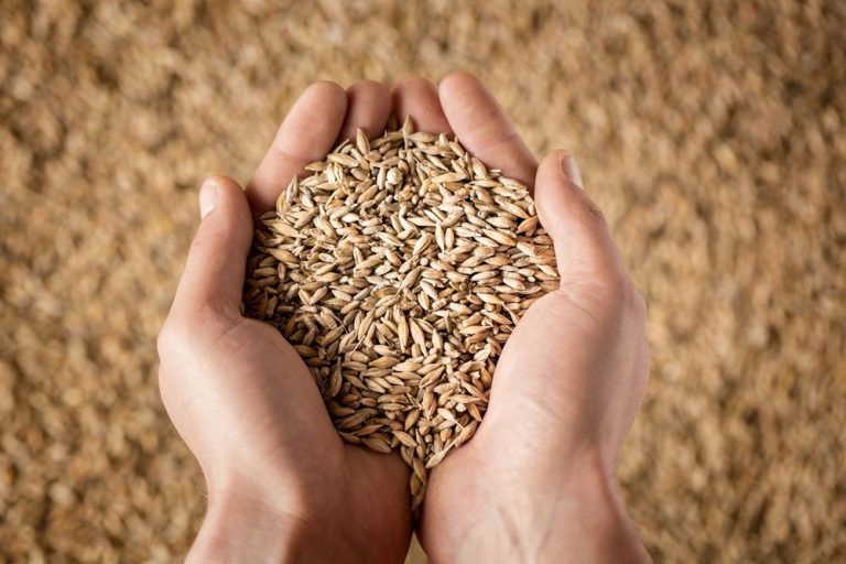 В Украине в этом году соберут более 70 миллионов тонн зерна &#8212; эксперт