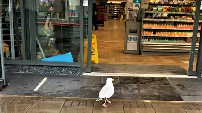 Наглая чайка ограбила магазин в Шотландии