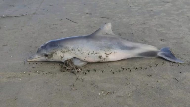 Женские стринги убили дельфина в Бразилии (ФОТО)
