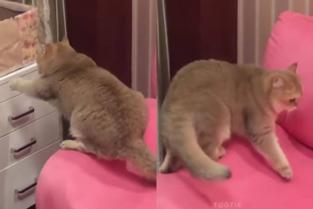 Смешные попытки кота открыть ящик заставили Сеть хохотать (ФОТО, ВИДЕО)