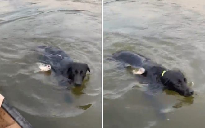 Забавный ролик: рыба атаковала плывущего пса