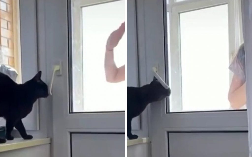 Смышленый кот научился открывать дверь на балкон и поразил соцсети (ФОТО, ВИДЕО)