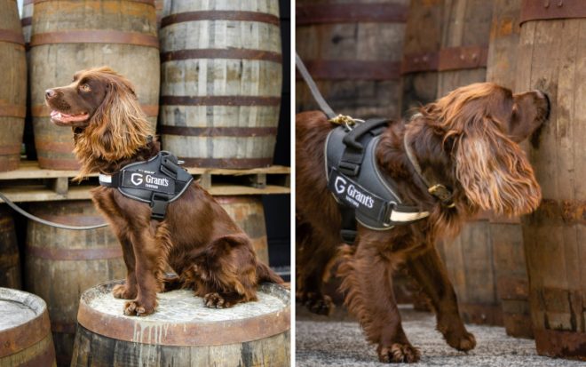 Завод по производству виски нанял на работу пса