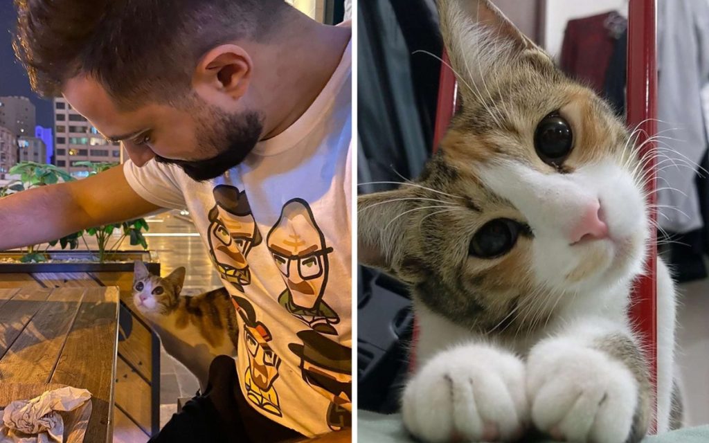 Трогательная история: парень сходил в кафе и обрел кошку-подругу