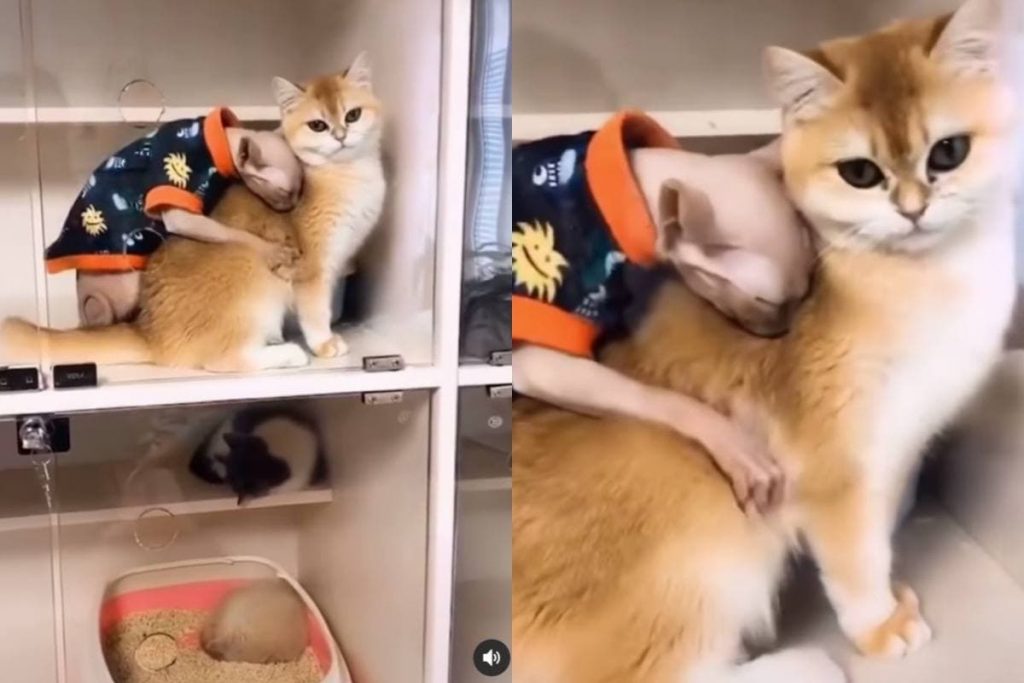 Любовь двух котов попала на видео и очровала Сеть